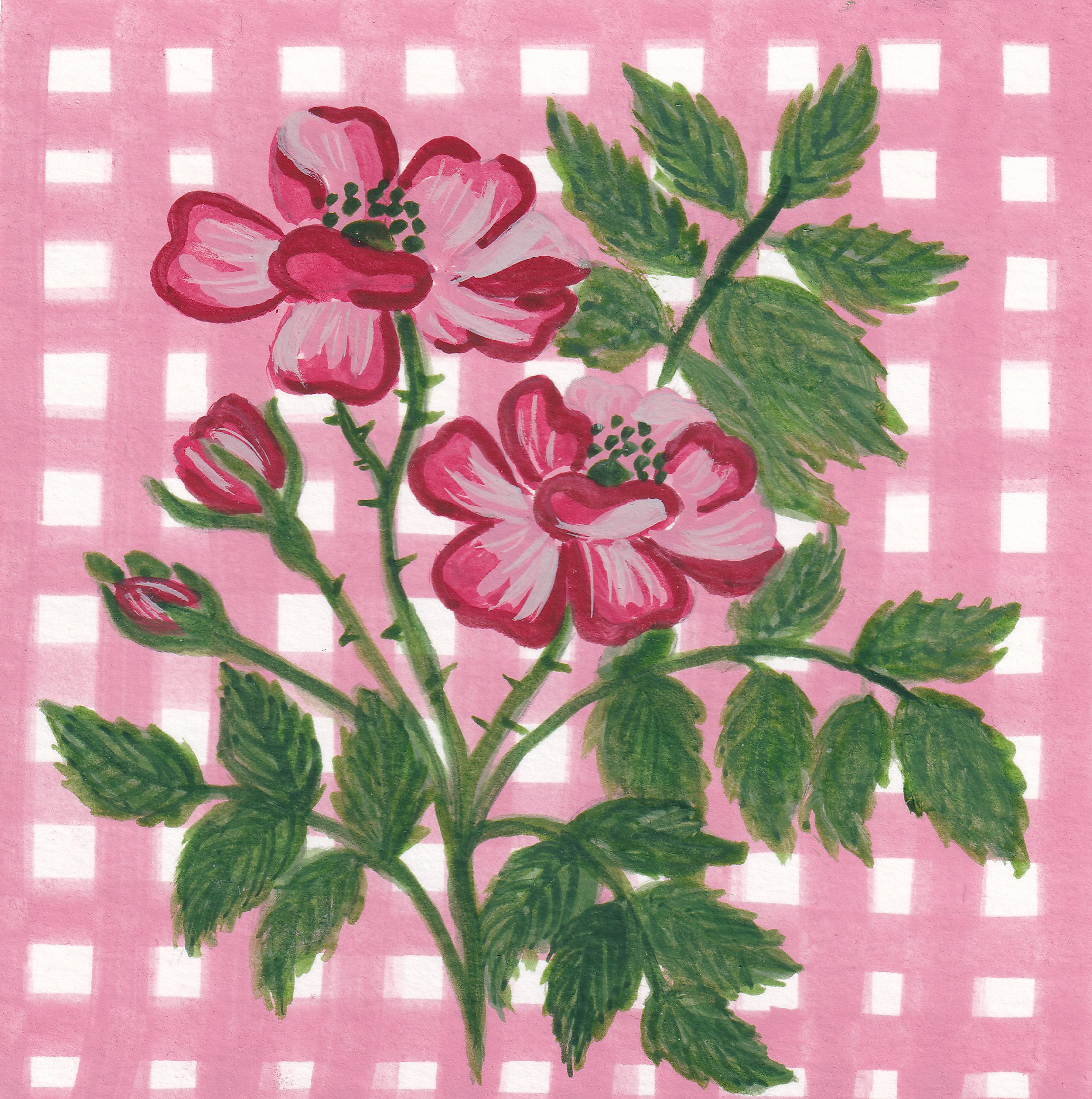 La rose