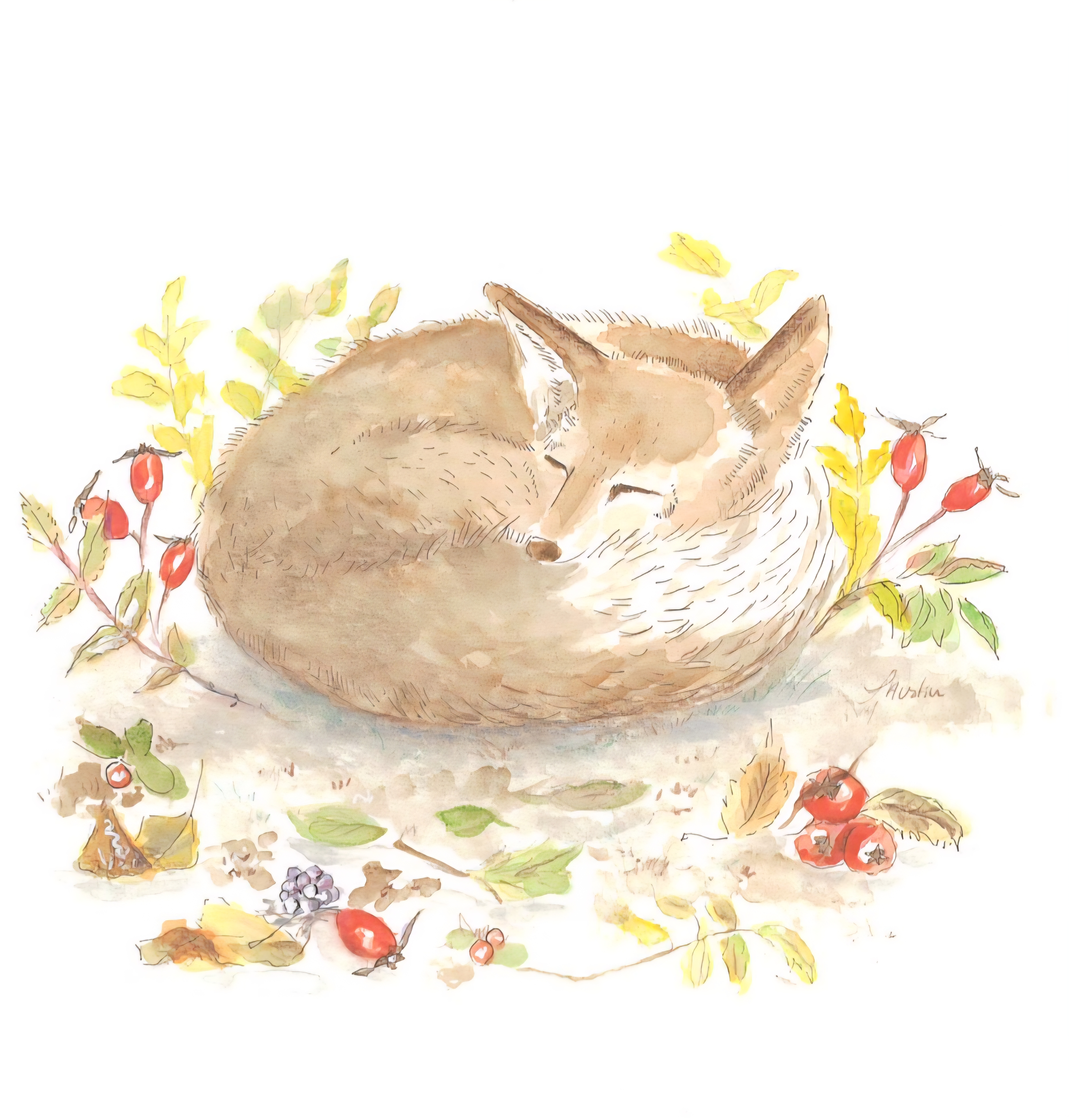 Renard Endormi